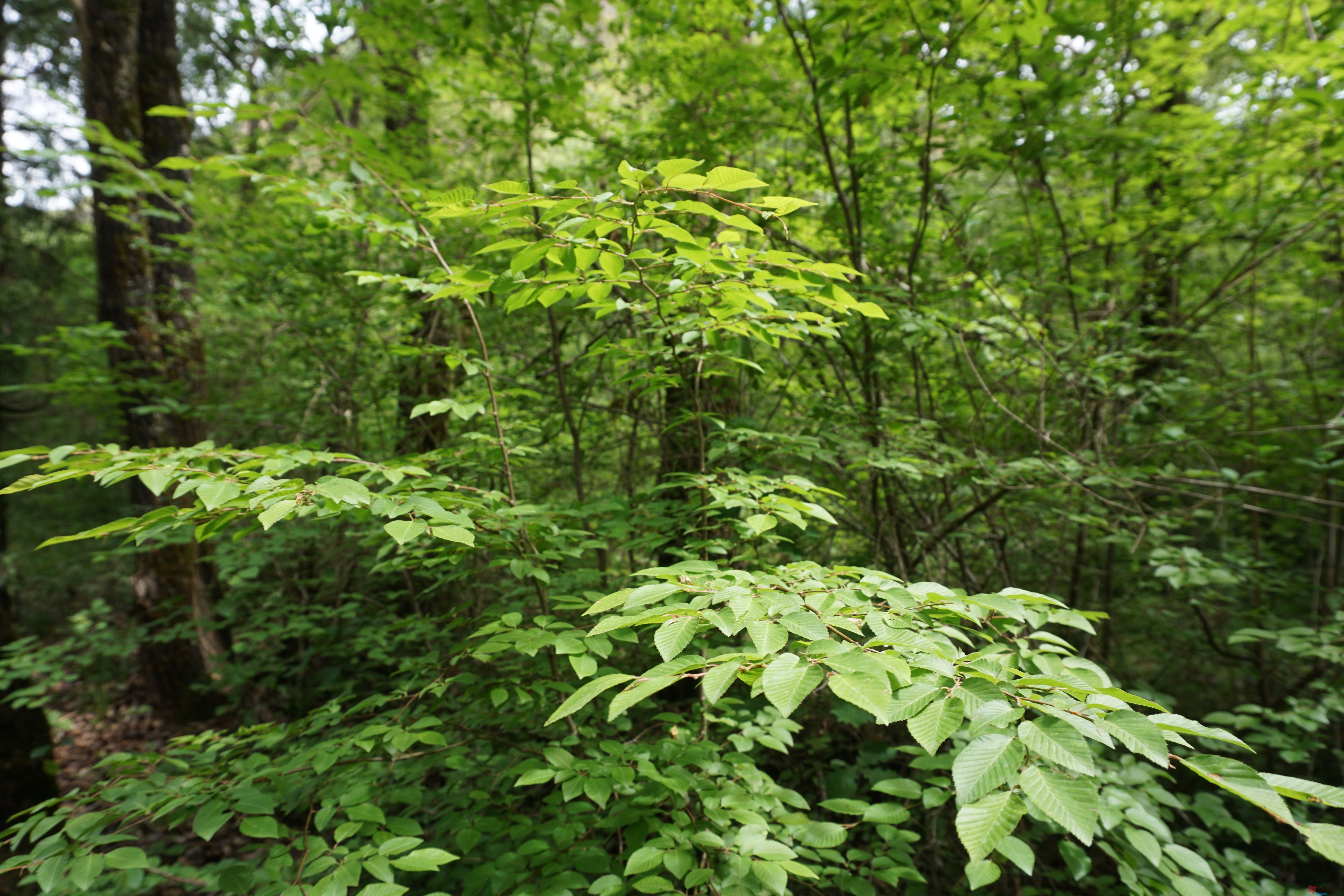 孙宏伟照金溪山胜景景区_20251126192155_100_469 (11).jpg