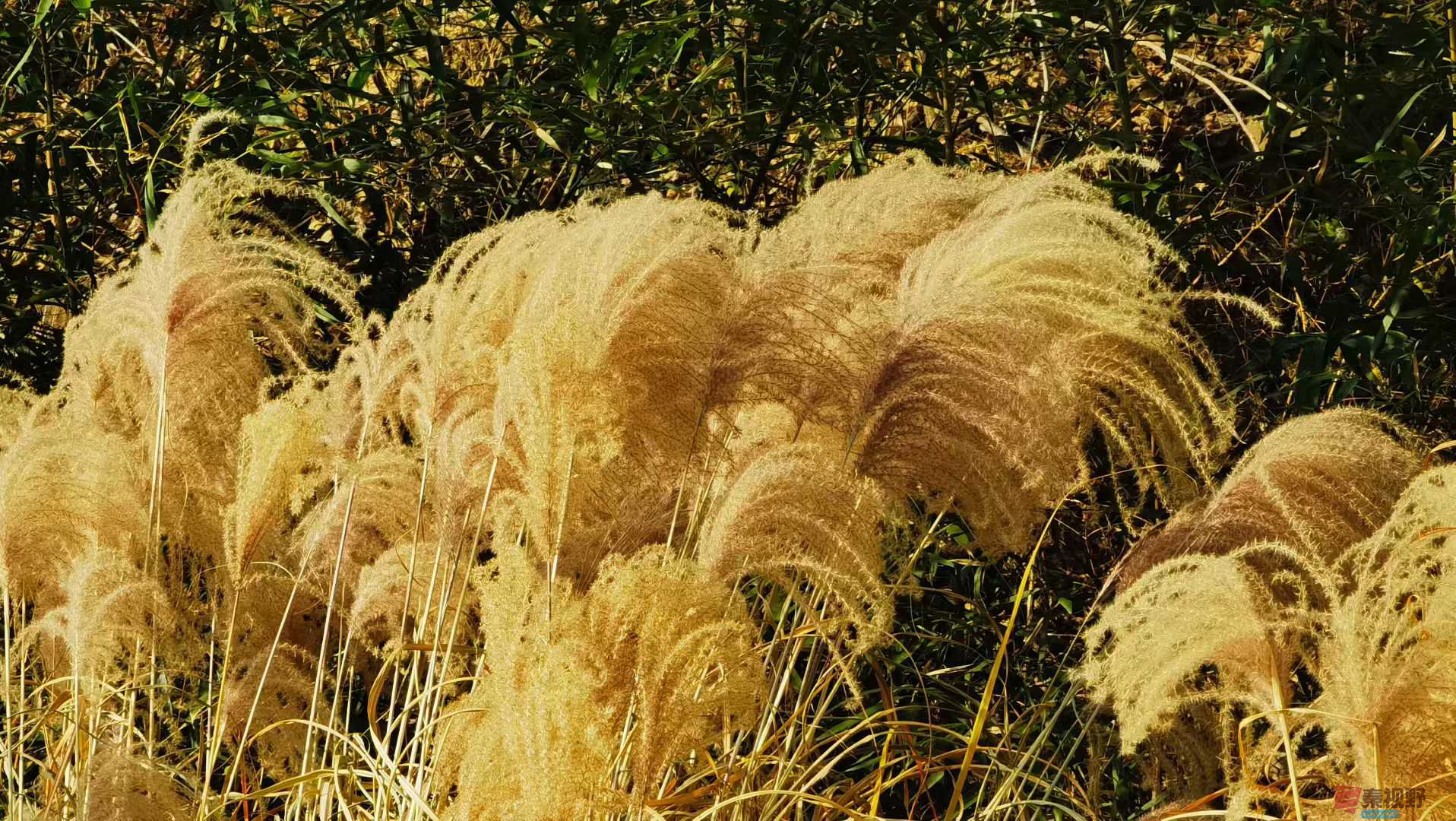 冬日即景【摄影马世国】