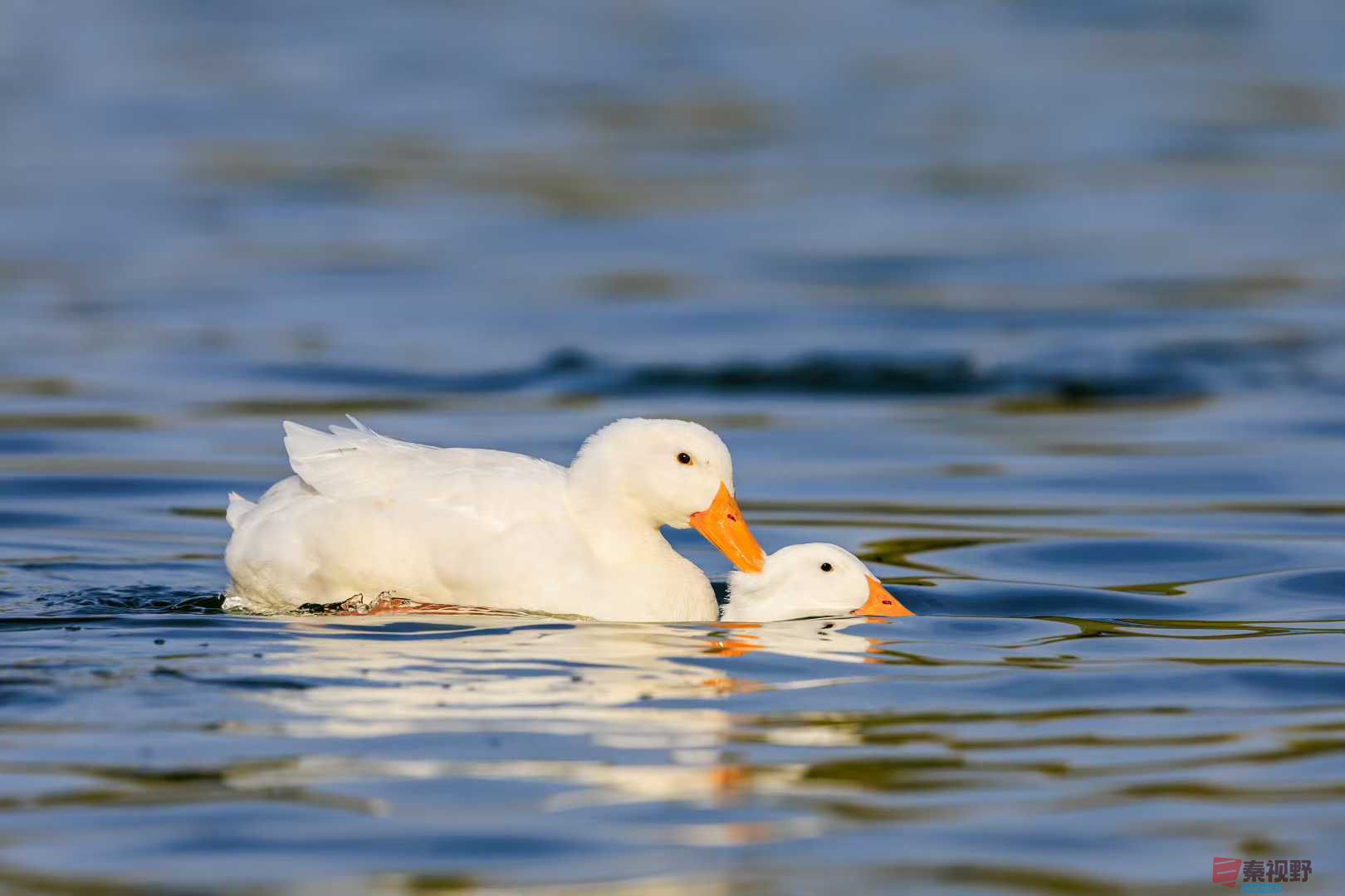 袁小保_2025-11-28_162554_807 (3).jpg