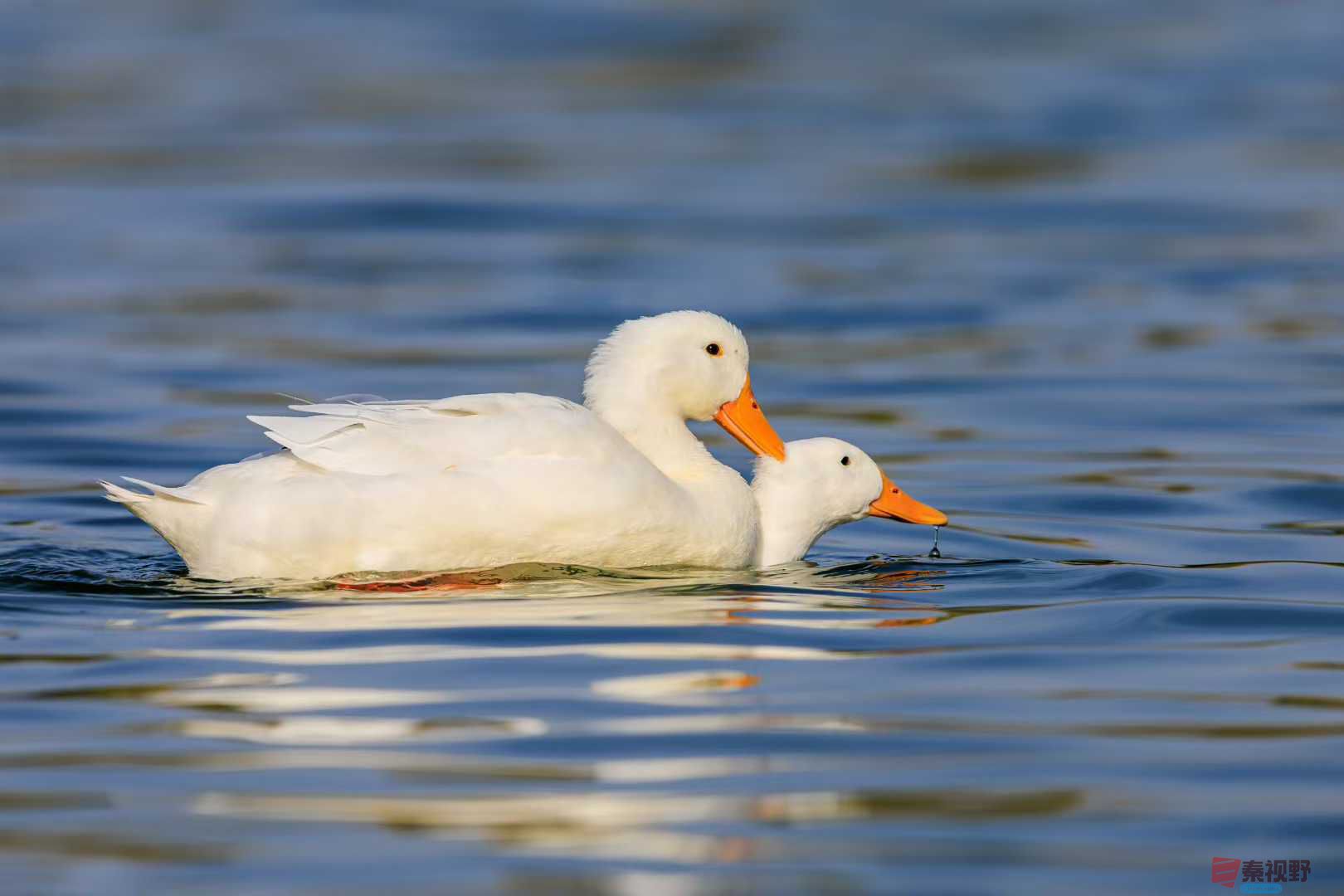冬日里的温暖【摄影袁小保】