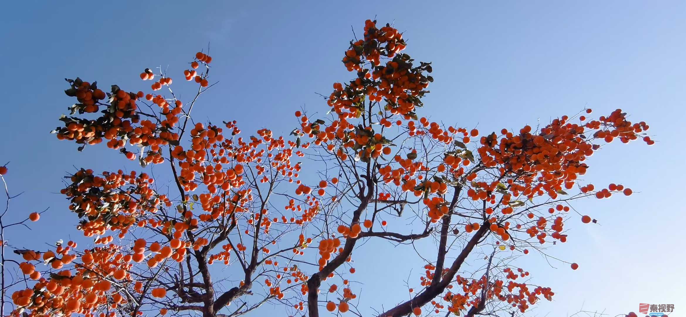 贺承军_2025-11-29_200650_763 (1).jpg