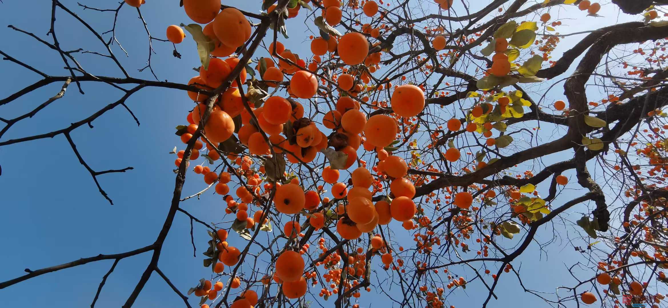 渭北高原初冬柿子红【摄影贺承军】