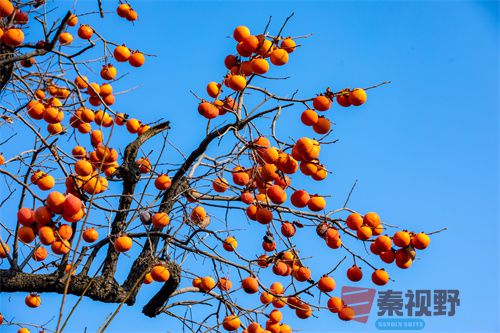 张宝光压缩_20251213173045_4516_463 (4).jpg