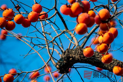 <strong>事事如意【摄影张宝光】</strong>