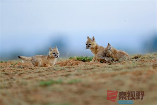 刘胜军压缩_20251213154916_4486_463 (1).jpg