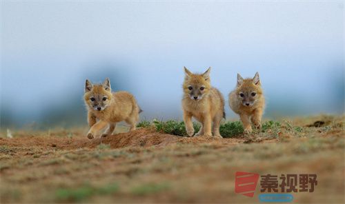 刘胜军压缩_20251213154916_4486_463 (13).jpg