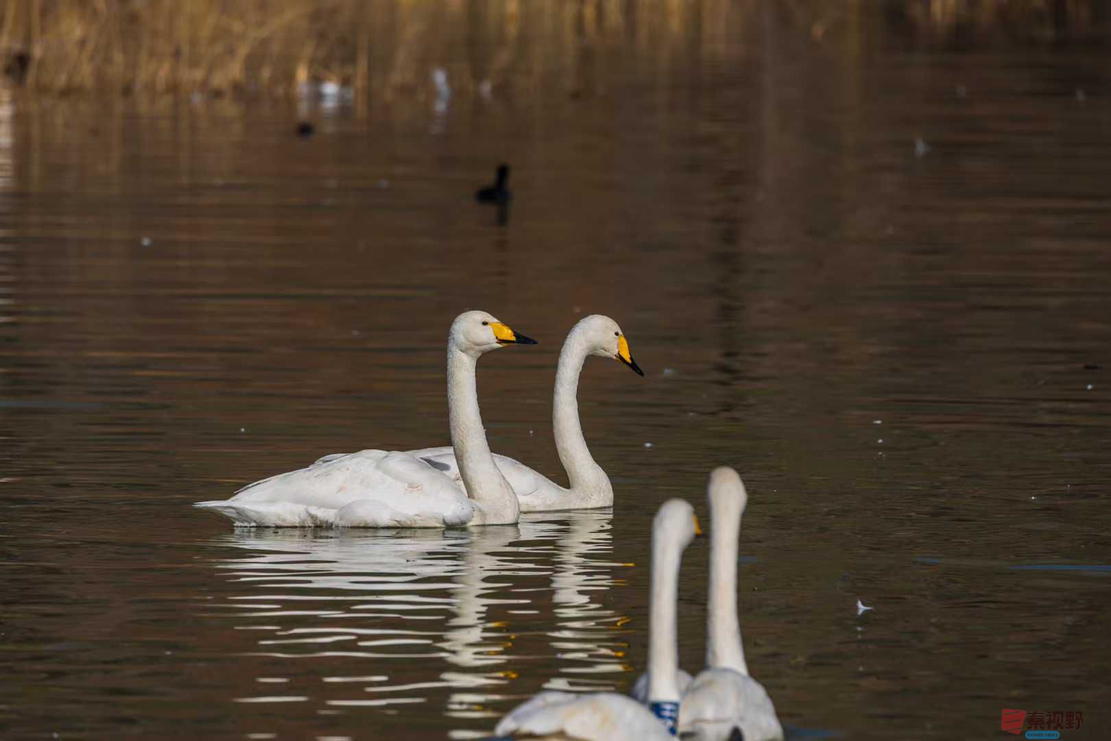 袁小保 _2025-12-10_111221_459.jpg