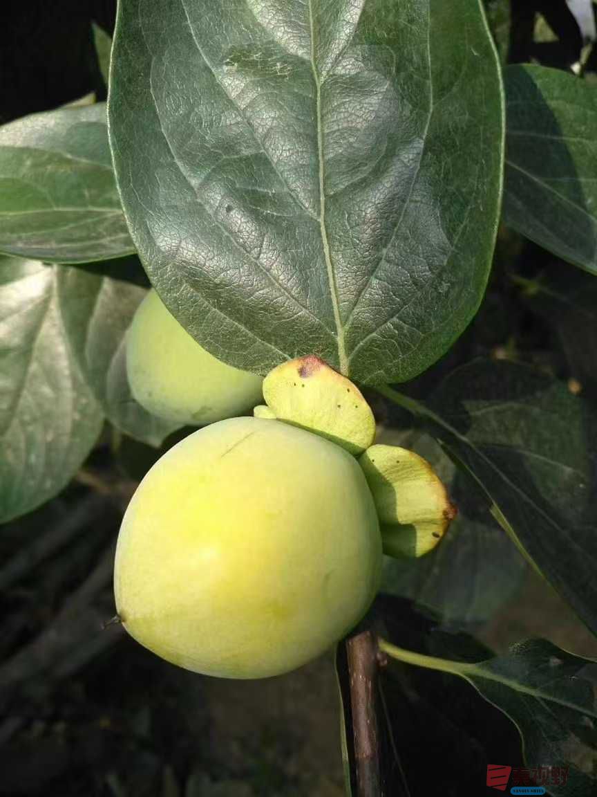 陈孟林_2025-12-16_102304_031 (1).jpg