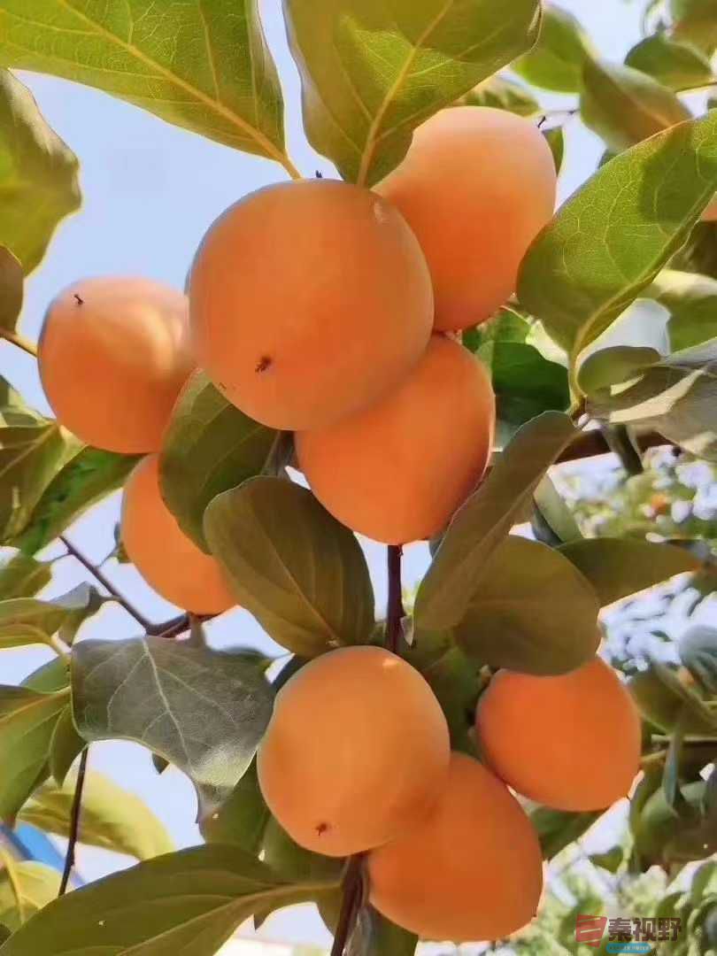 陈孟林_2025-12-16_102304_031 (2).jpg