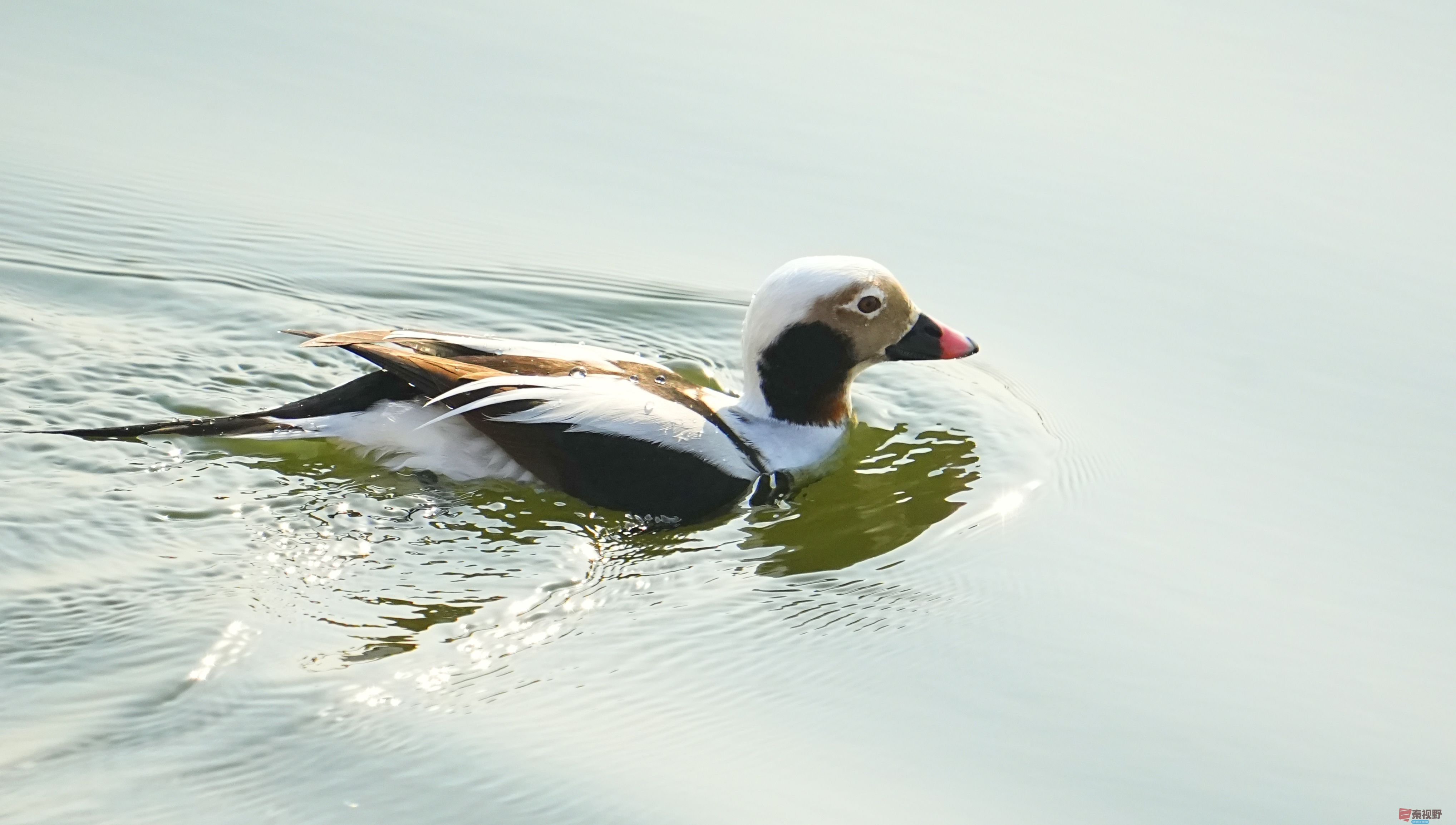 伍卸凤_20260131210906_7303_463 (1).jpg