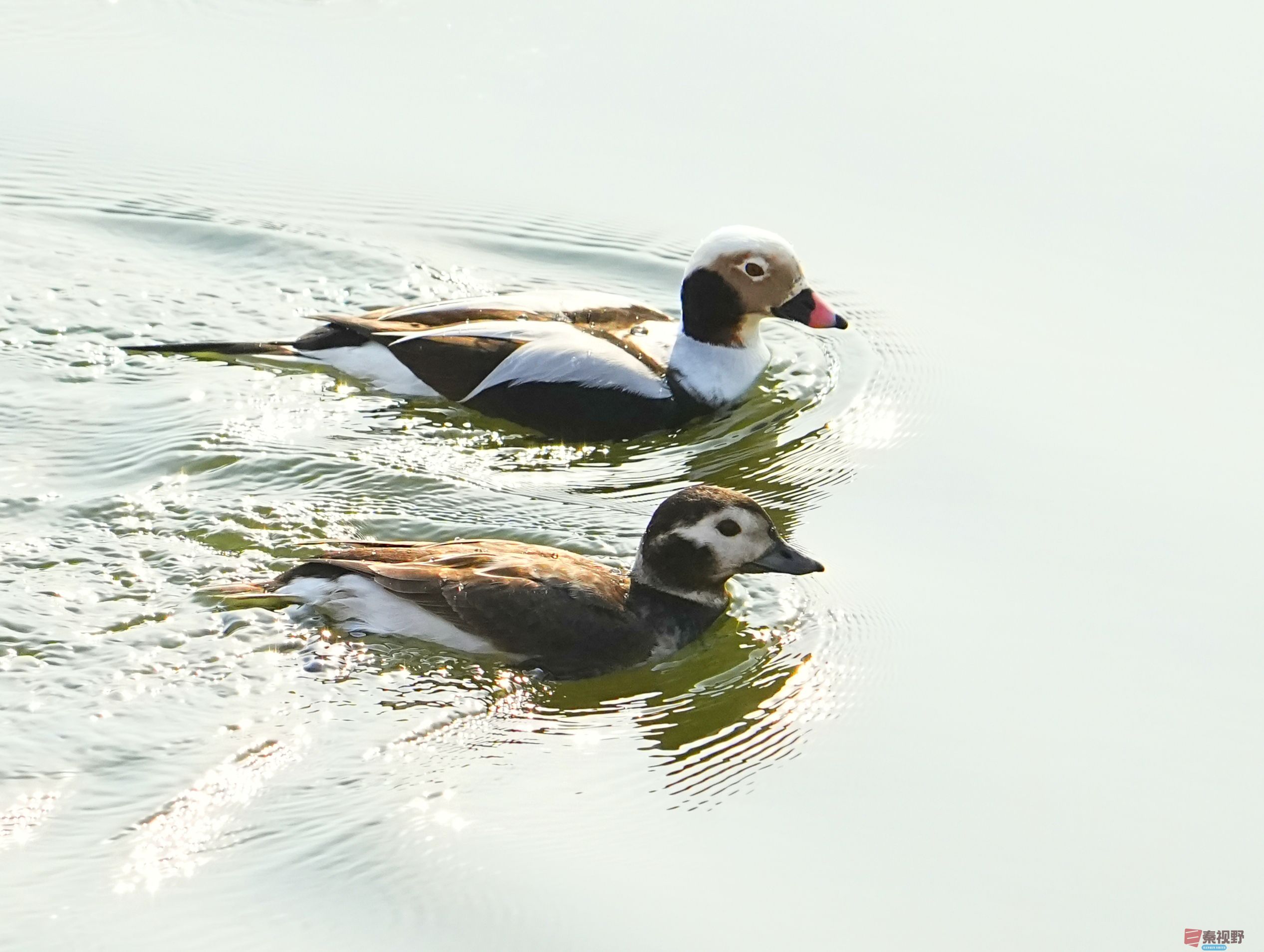 伍卸凤_20260131210906_7303_463 (2).jpg