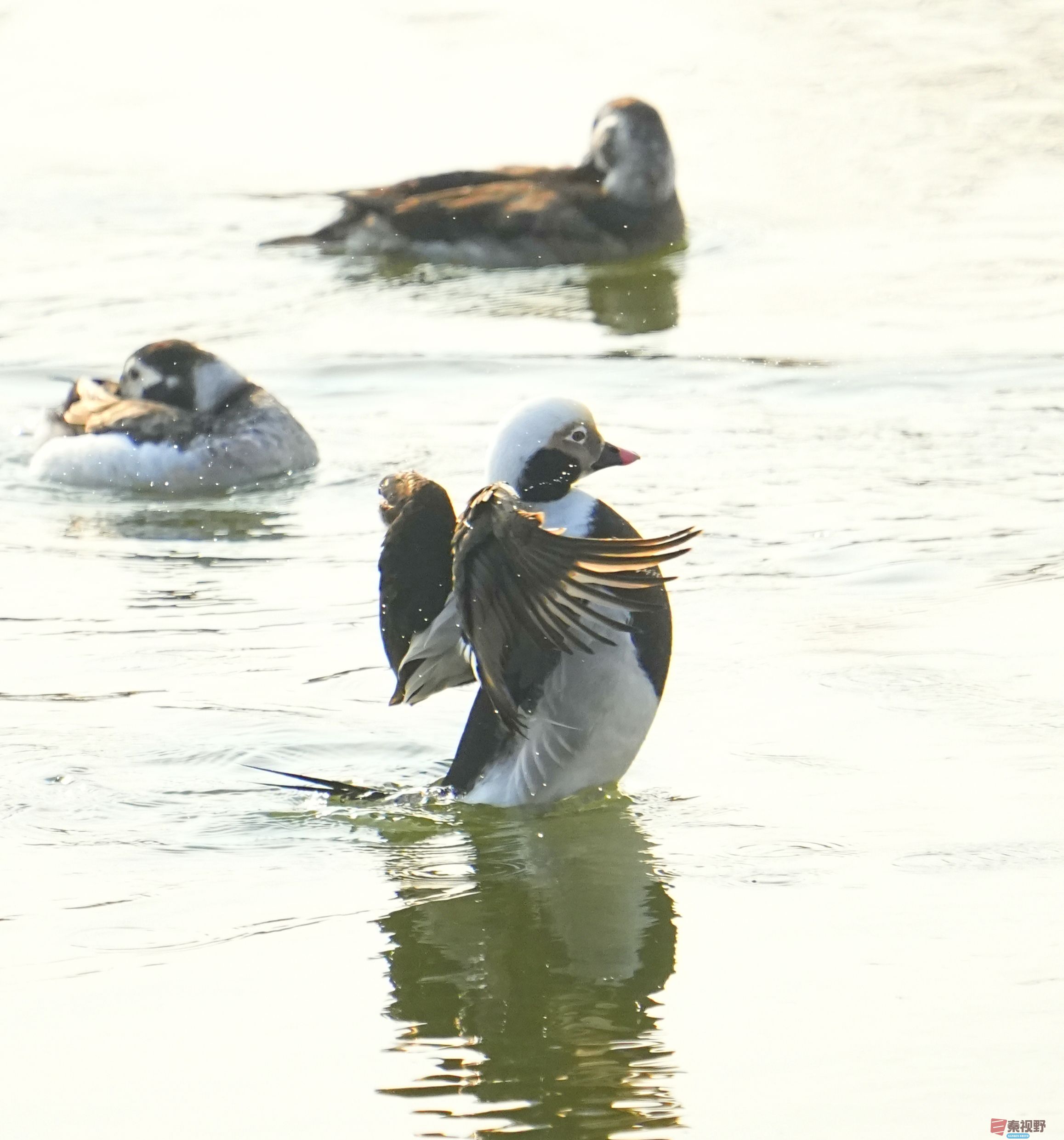 伍卸凤_20260131210906_7303_463 (3).jpg