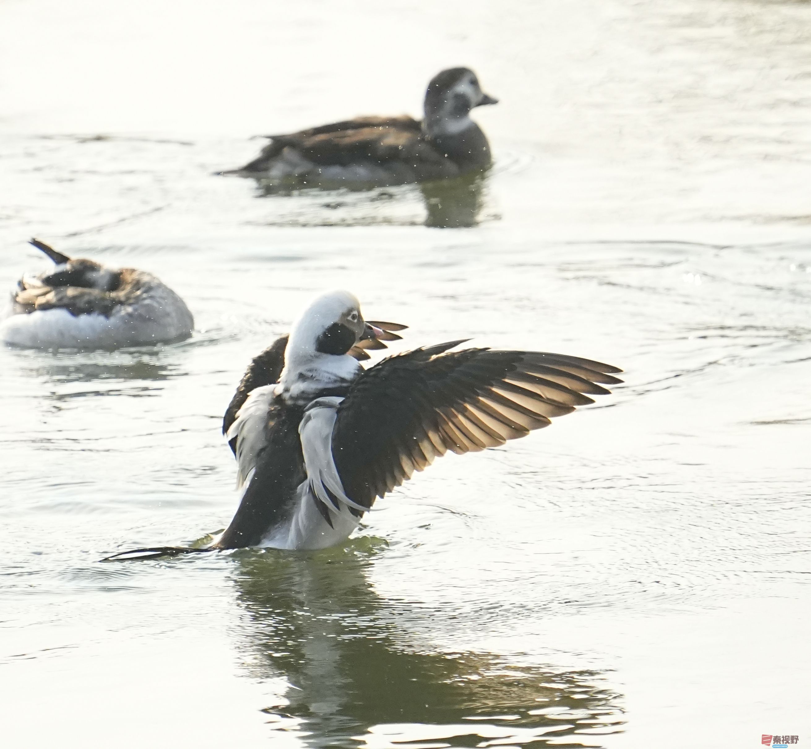 伍卸凤_20260131210906_7303_463 (4).jpg