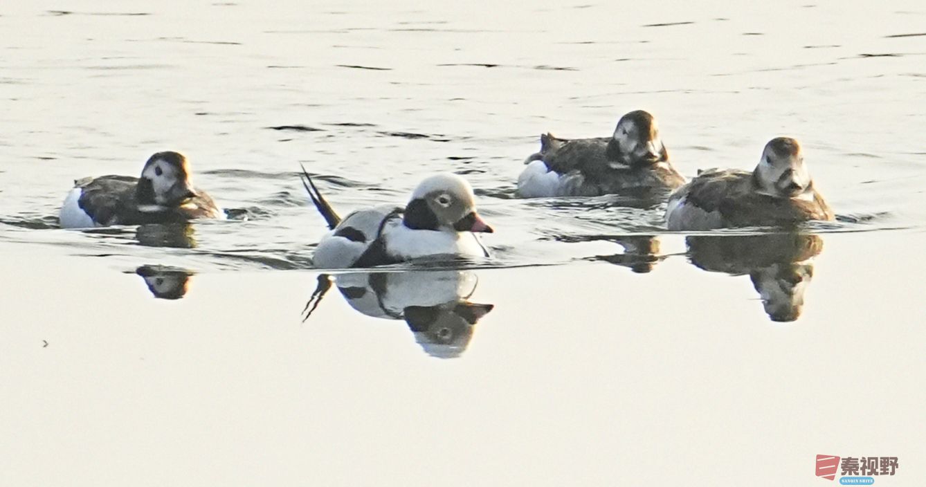 伍卸凤_20260131210906_7303_463 (7).jpg