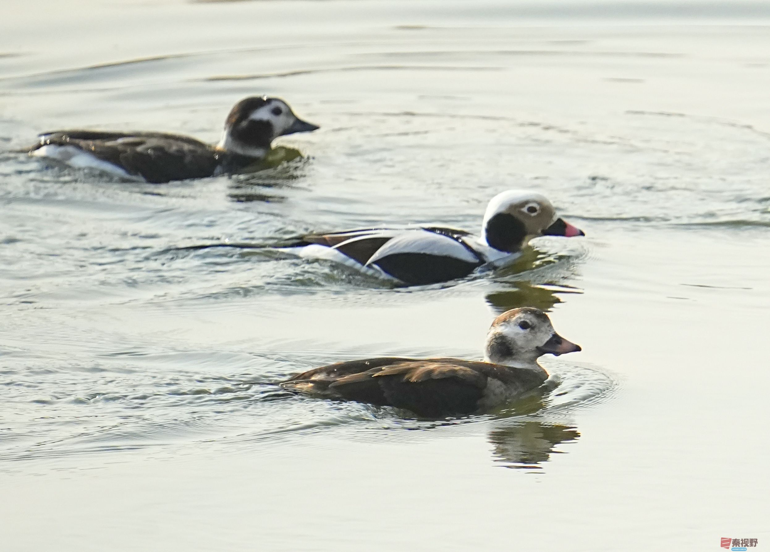 伍卸凤_20260131210906_7303_463 (8).jpg