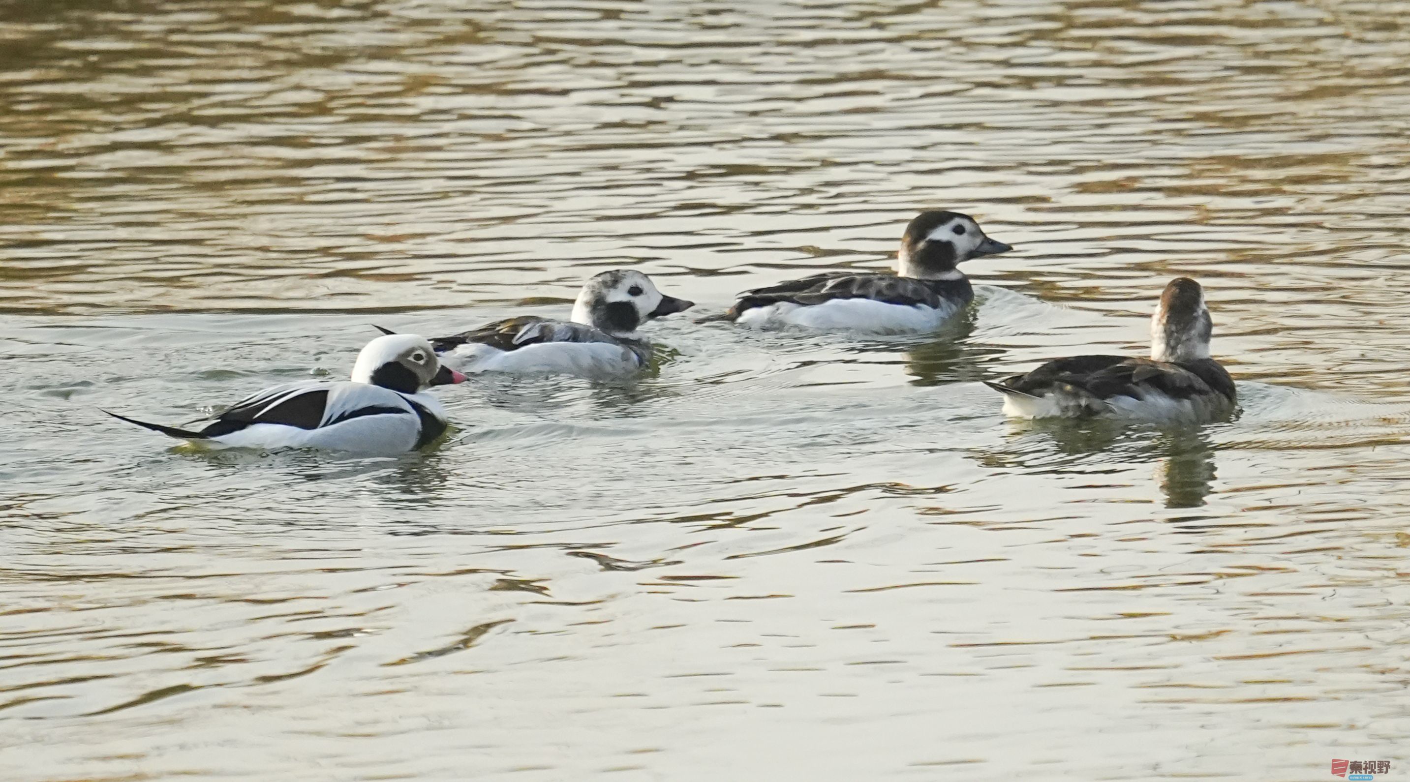 伍卸凤_20260131210906_7303_463 (12).jpg