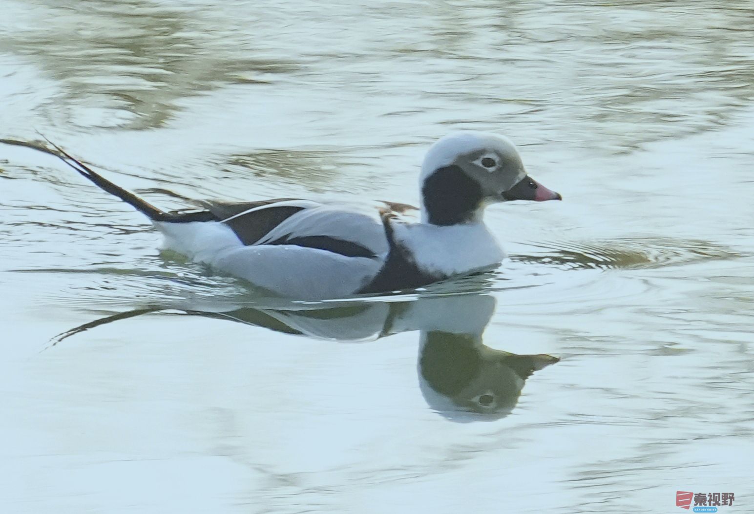 长尾鸭【摄影伍卸凤】