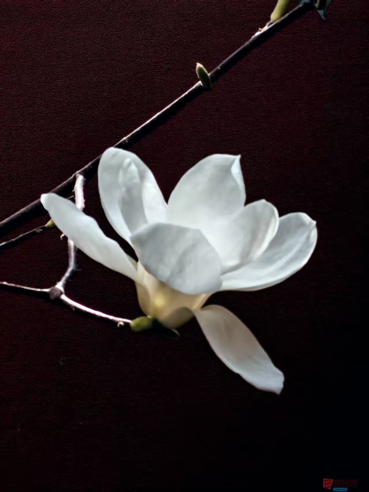 玉兰花开【摄影杨波】