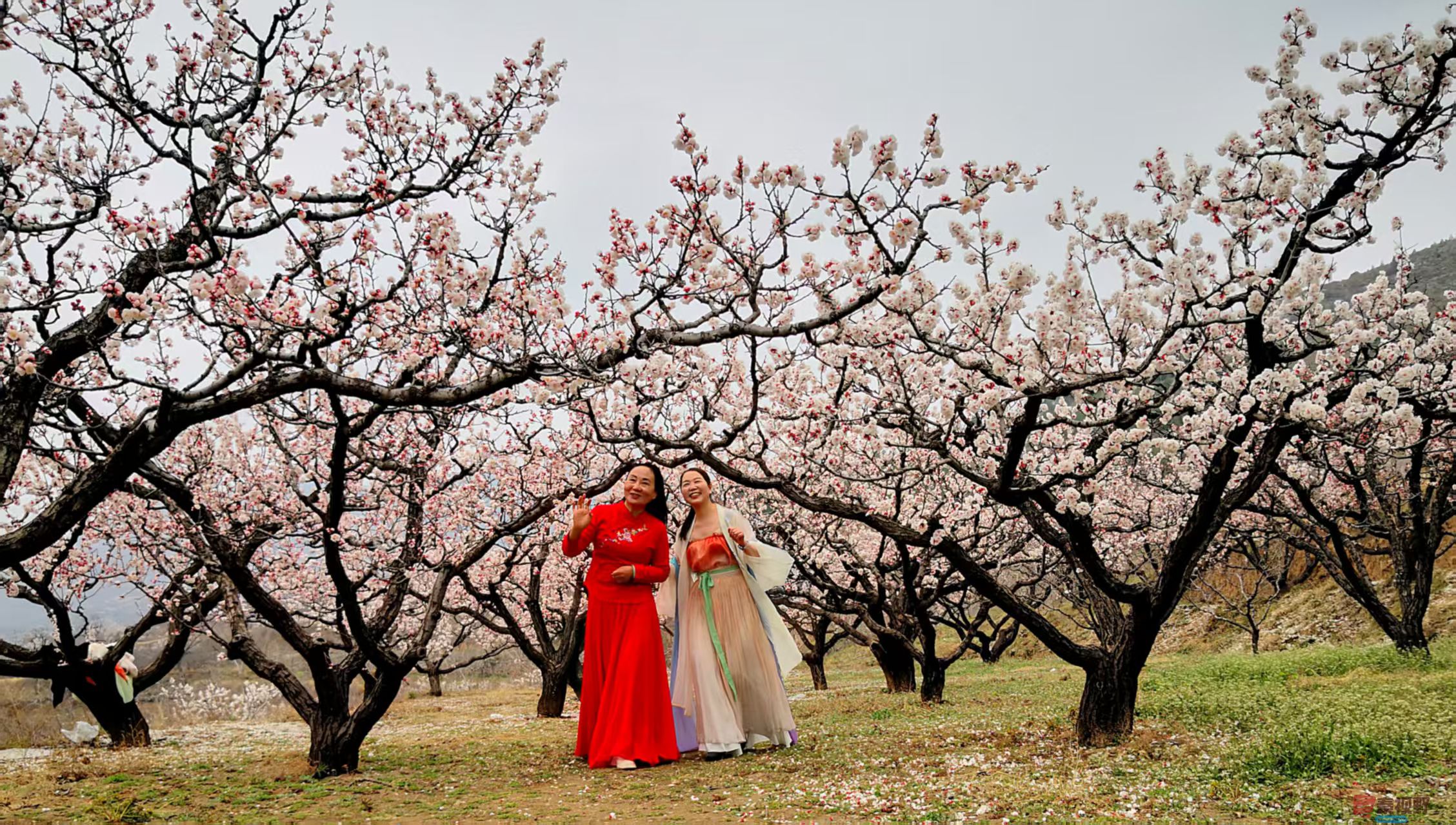 春色满园【摄影李雪平】